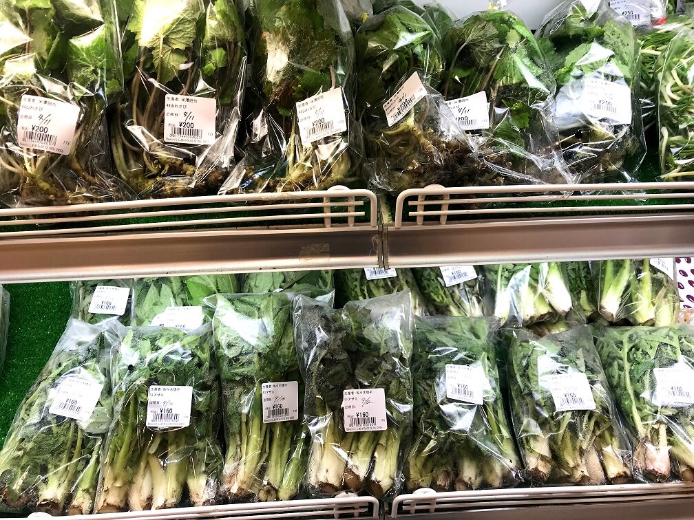 ～ 春の山菜入荷について ～