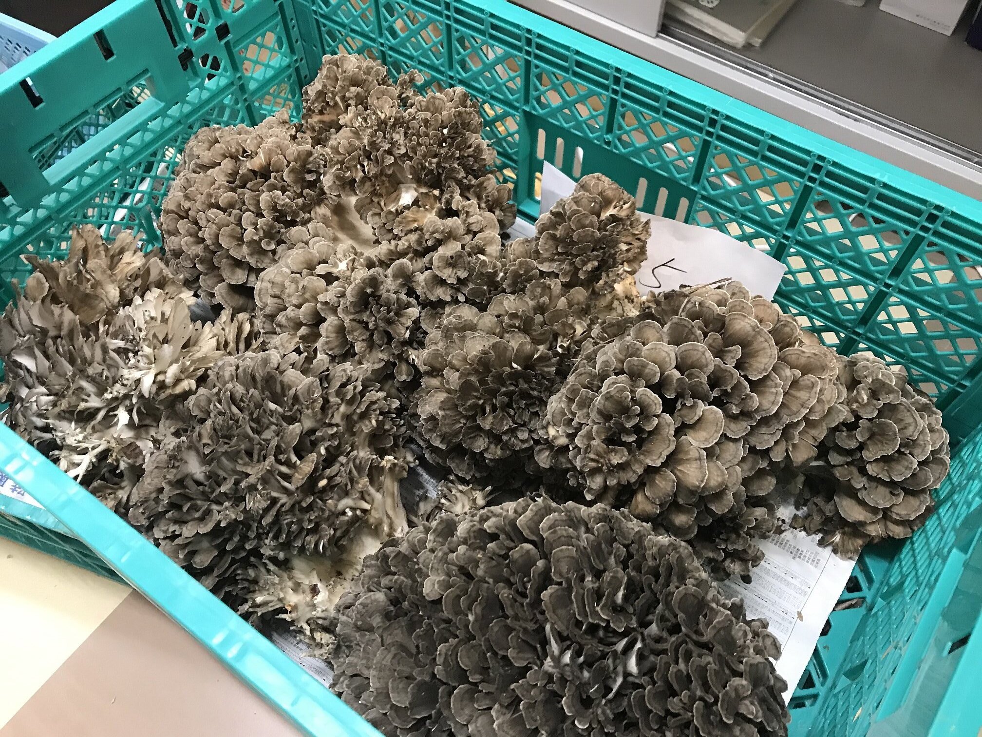 ～栽培舞茸・大量入荷！～