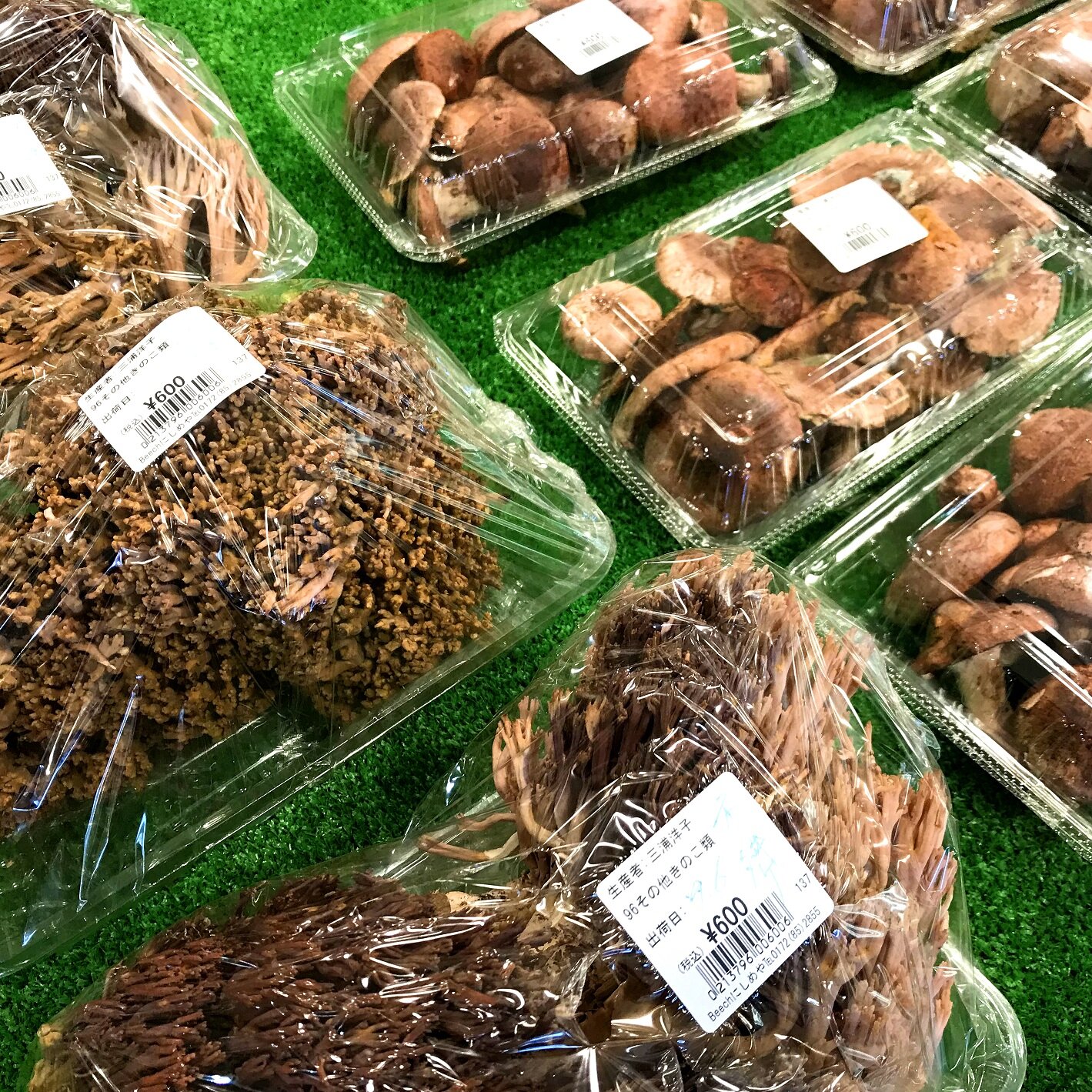 ～道の駅津軽白神・珍しいキノコ入荷～