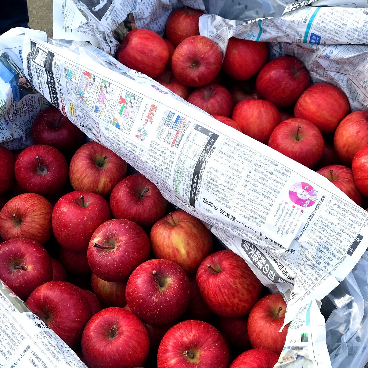 ～雪室りんご貯蔵！～