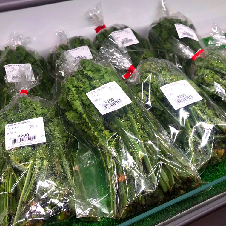 ～ 春の山菜入荷について ～