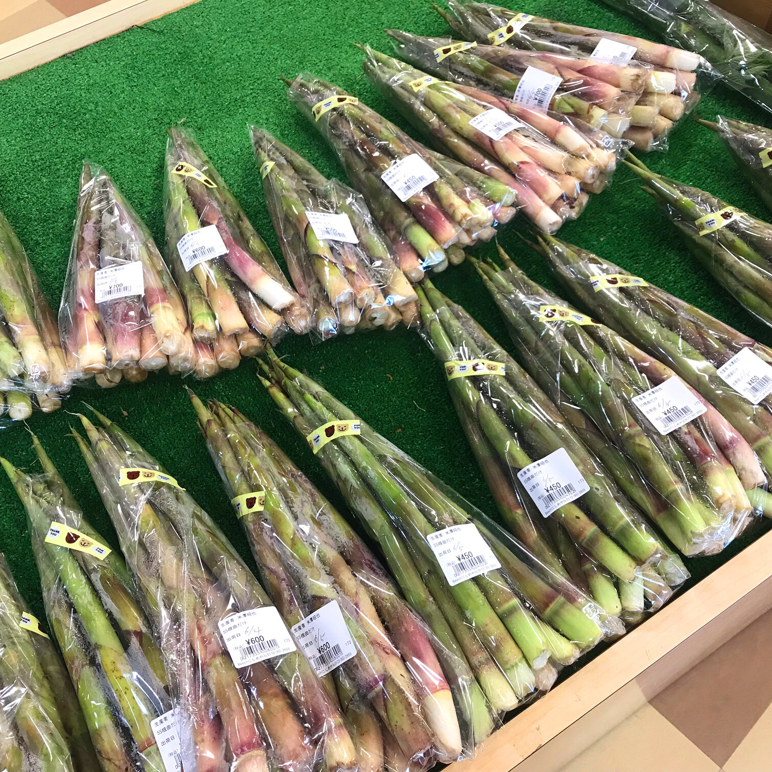 ～現在の山菜の状況～