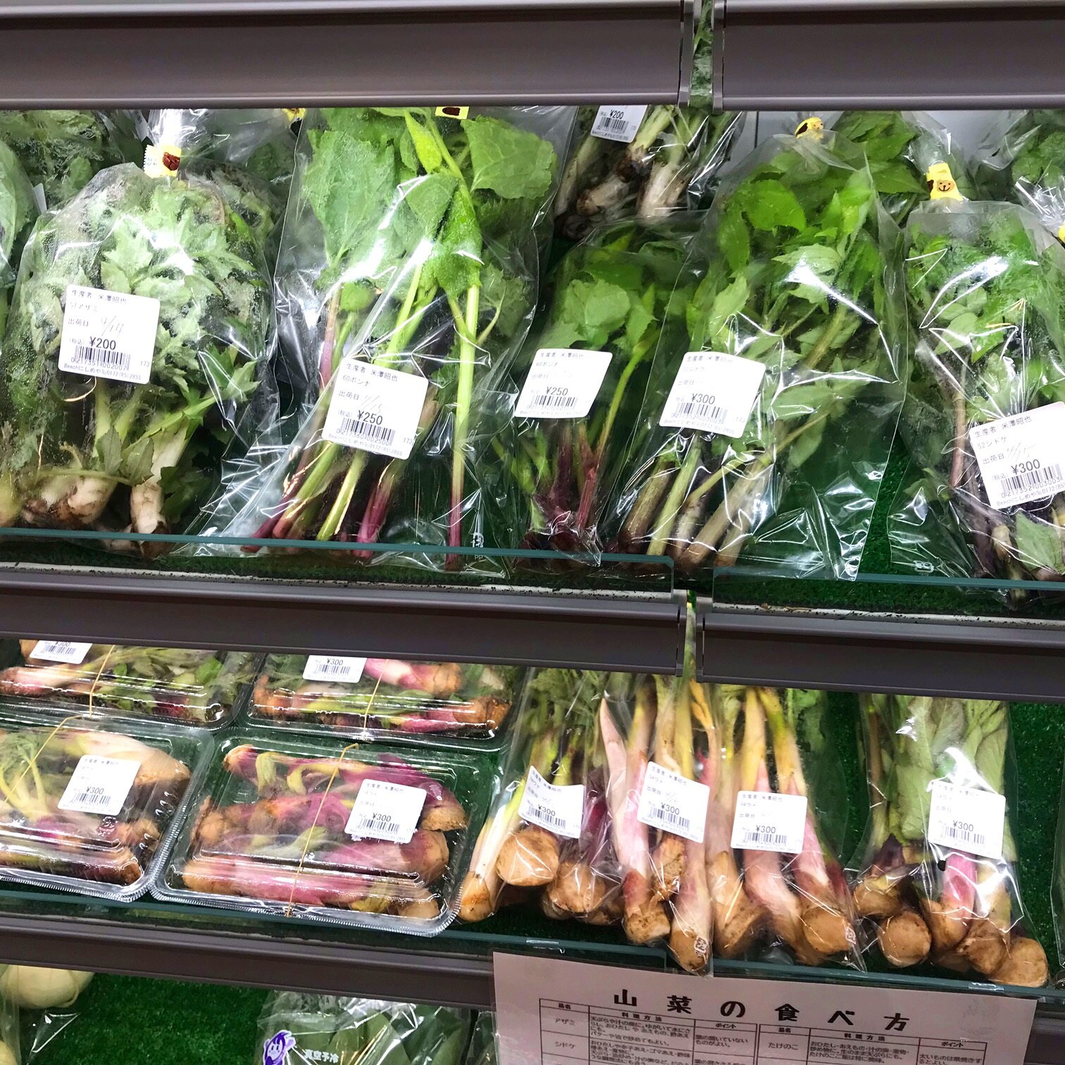 【春の山菜少しづつ入荷中】