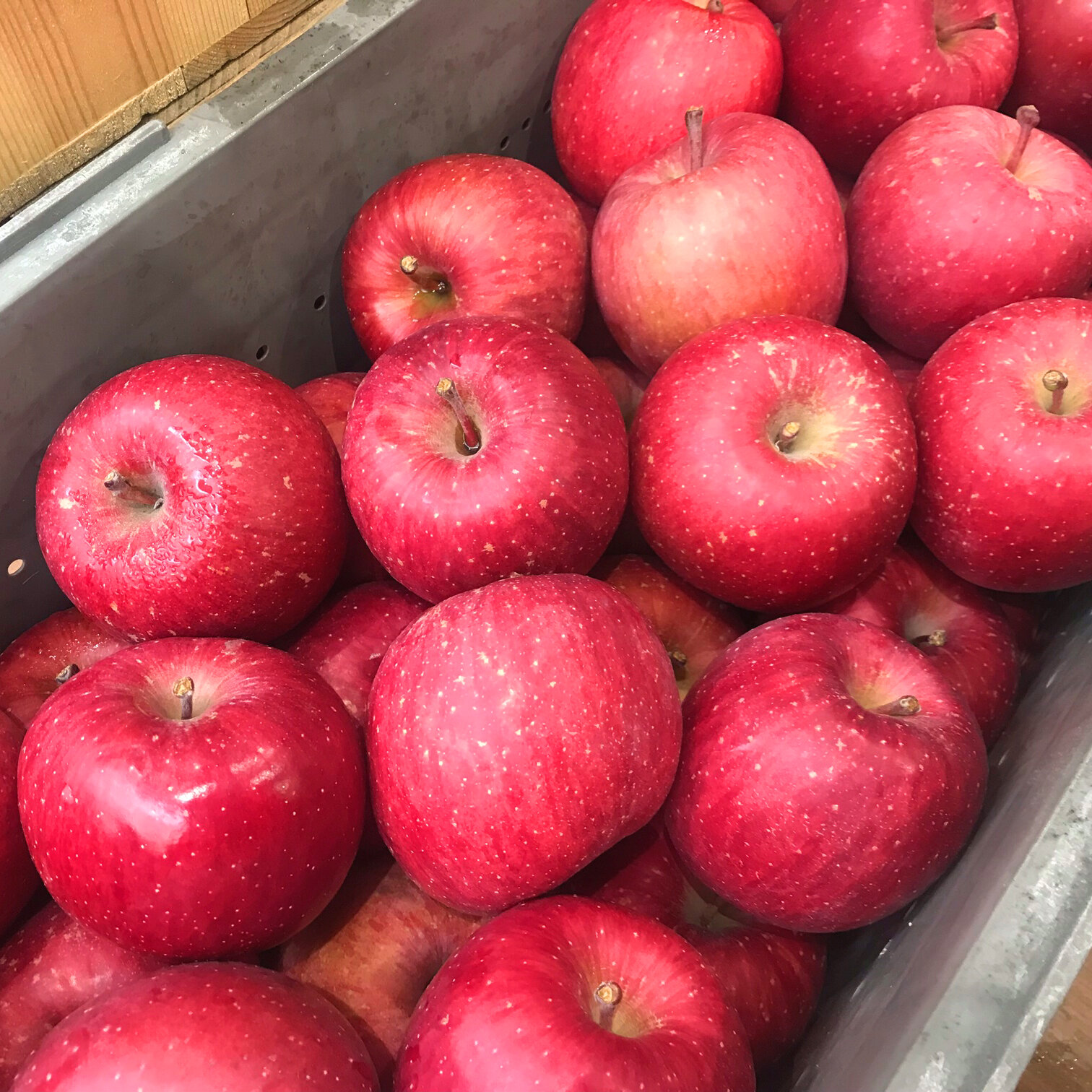 【令和8年 白神・雪ん子りんご販売！】