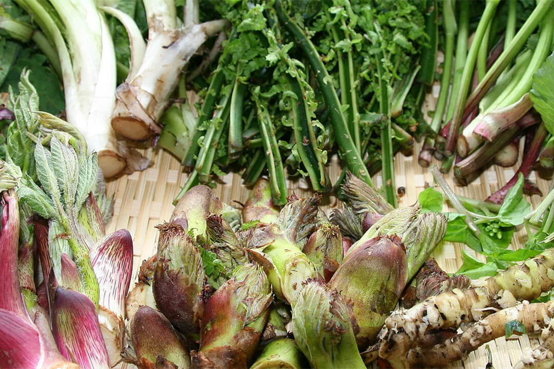 季節の山菜・きのこ