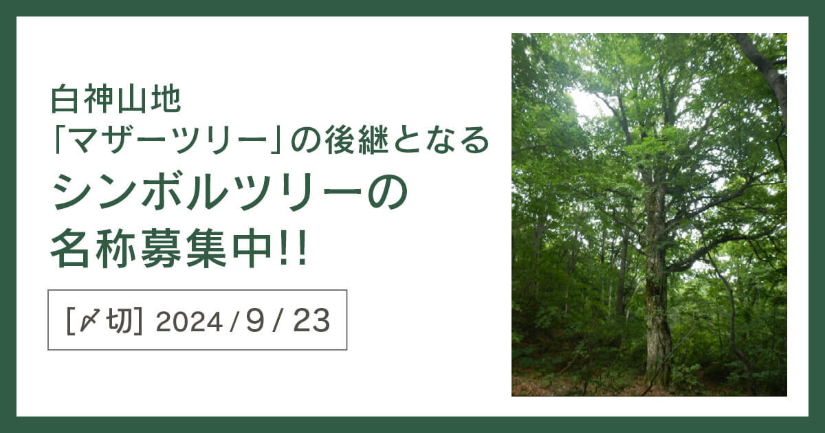 【9/23〆】白神山地「マザーツリー」の後継となるシンボルツリーの名称を募集しています!