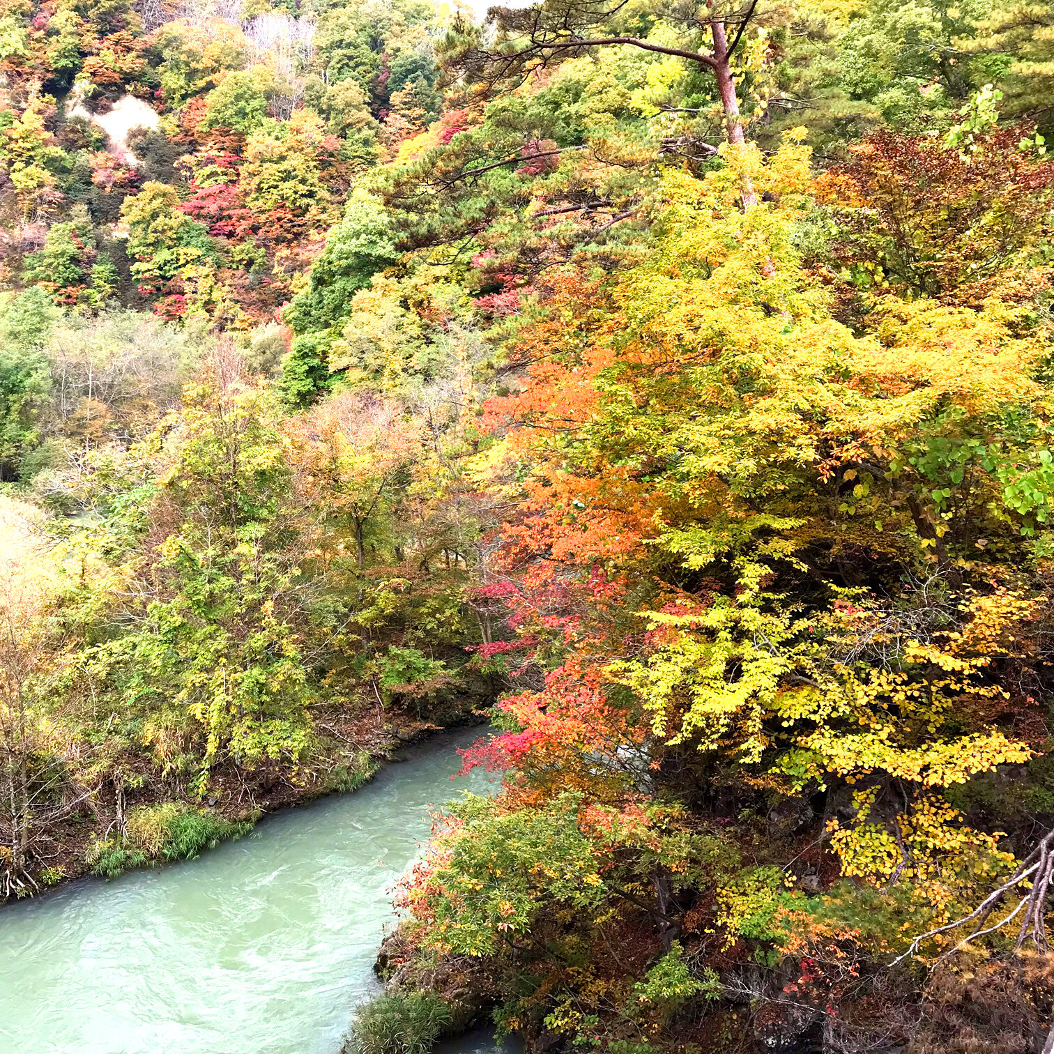 里山紅葉.jpg