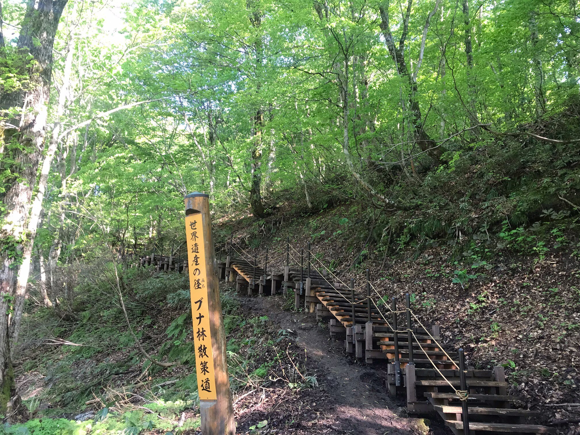 【白神山地・散策道情報更新】