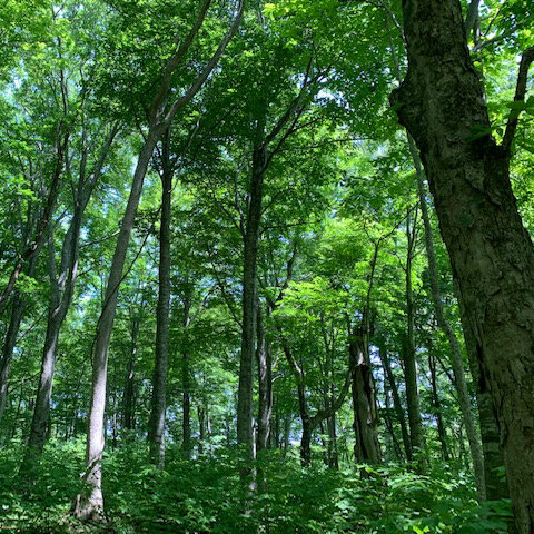 【西目屋エリア・白神山地OPEN】