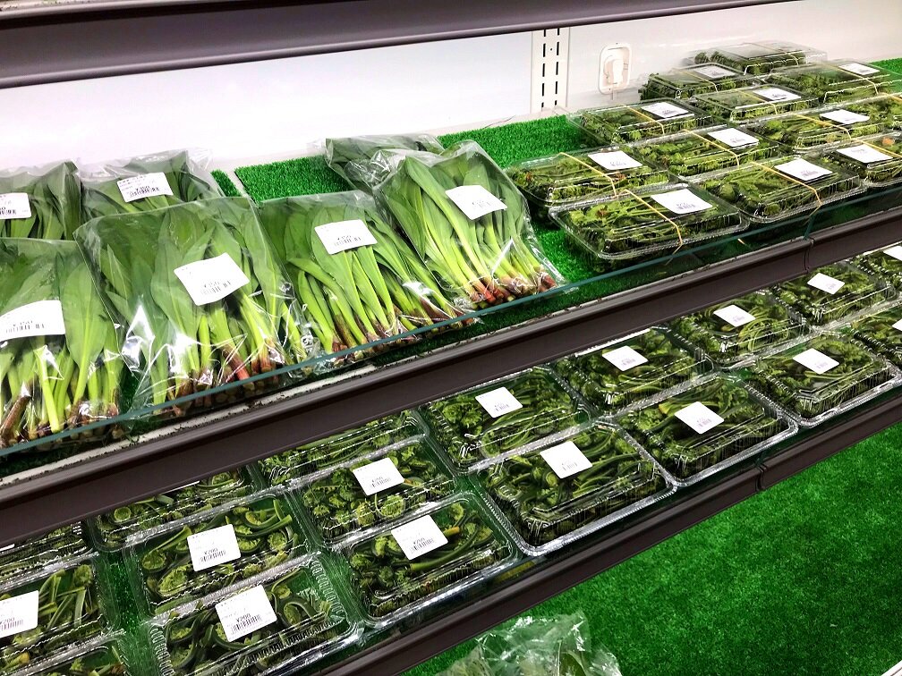 【春の山菜入荷中!】