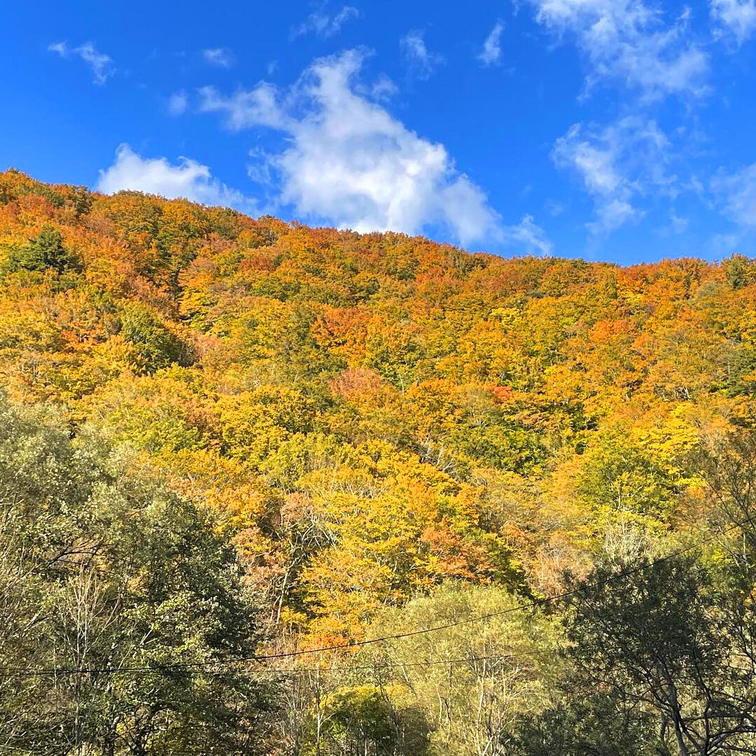 【白神山地・西目屋村 紅葉情報】