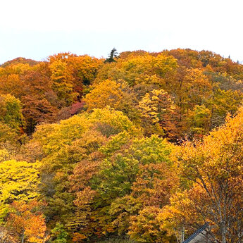 ~美しい紅葉を見に来ませんか?~