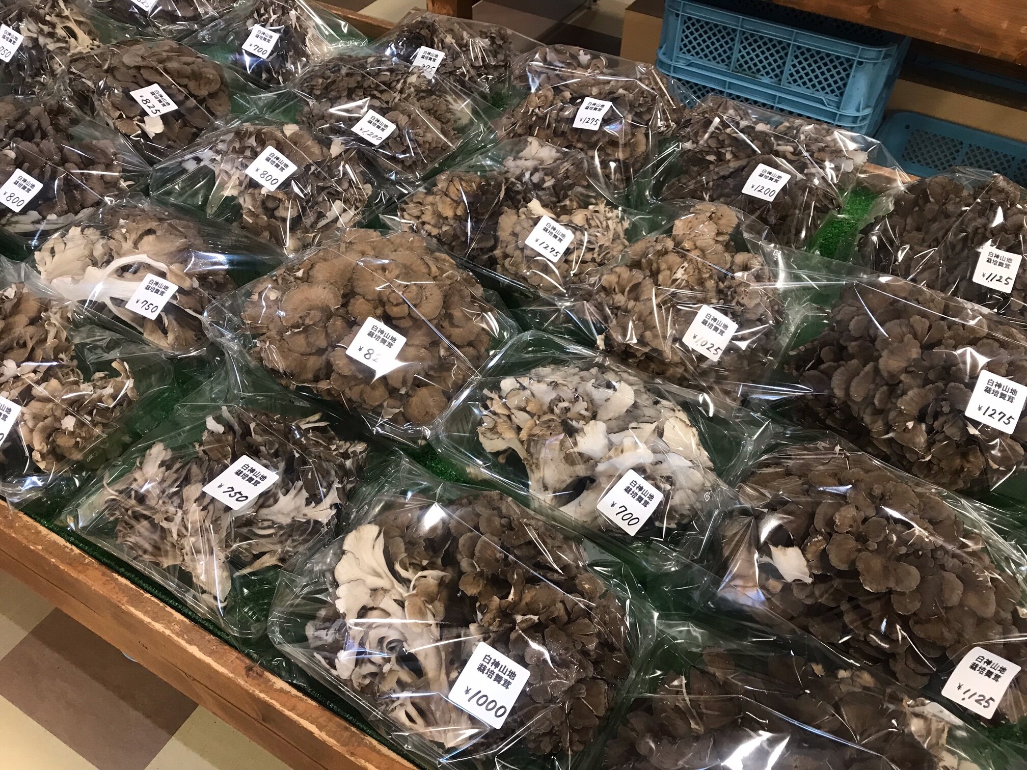 【白神・栽培舞茸が大量入荷!】